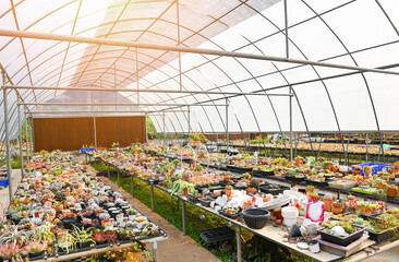 Cactus garden , Cactus pot decorate in the garden, beautiful cactus farm and succulent plants...