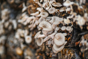 mushroom farm with fresh mushroom growing on mushroom spawn - Lentinus squarrosulus