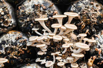 mushroom farm with fresh mushroom growing on mushroom spawn - Lentinus squarrosulus