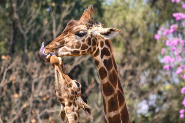 giraffe eating grass