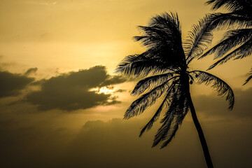 Palmera al atardecer en Cartagena de Indias