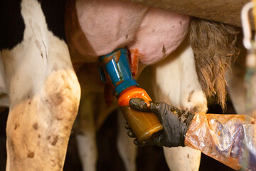 Closeup of faceless hand of farmer holding bottle with iodine on udder of cow for disinfection before milking on farm - obrazy, fototapety, plakaty