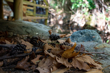 Pine cones and fallen leaves on the ground in the forest in autumn.