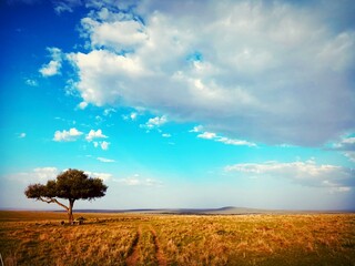 Fototapeta premium tree in the field