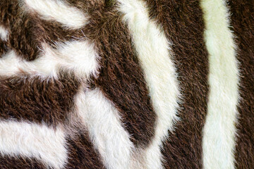 Texture of zebra skin surface