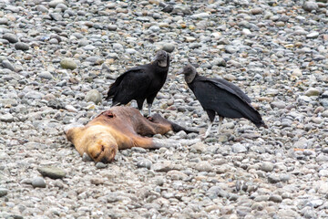 Jotes de cabeza negra (Coragyps atratus) alimentandose.
