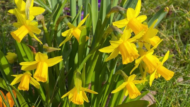 Yellow daffodil Spring Narcissus flowers in the garden. First spring flowers. High quality 4k footage