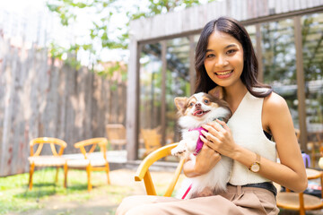 Happy Asian woman playing with her chihuahua dog at pets friendly dog park cafe. Domestic dog with...