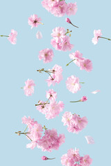 Beautiful Spring flowers floating on a pastel blue sky background. Pink flower in bloom. Summer aesthetic background concept.