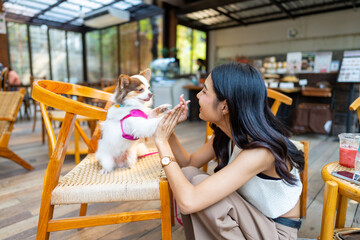Happy Asian woman playing with her chihuahua dog at pets friendly dog park cafe. Domestic dog with owner have fun urban outdoor lifestyle on summer vacation. Pet Humanization or pet parents concept.