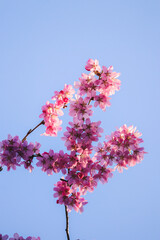 pink cherry blossom against blue sky