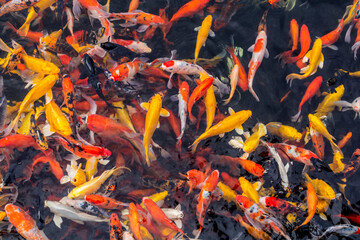 Colorful fish in East (Dong) lake in Wuhan, China