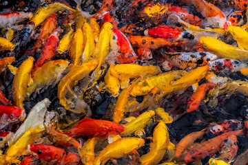 Colorful fish in East (Dong) lake in Wuhan, China