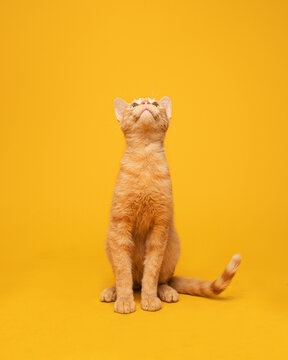 gato
