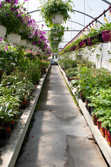 Fototapeta na wymiar Industrial garden greenhouse