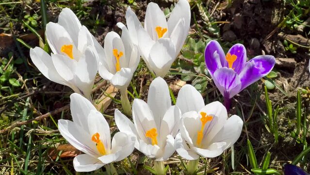 First spring flowers of white crocuses with bees growing in garden. High quality 4k footage