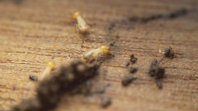 Termites are repairing their nest after it was damaged