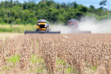 Field of ripe and dried soybeans ready for harvest, with two soybean combine harvester in operation...