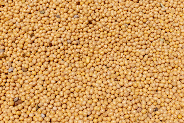 Pile of soy beans after being harvested in Brazil