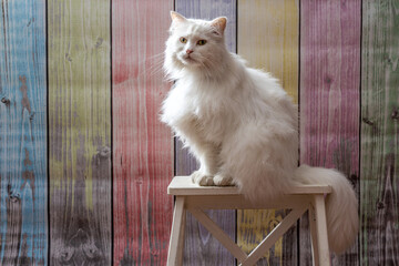 Schöne weiße Katze mit flauschigen langen Fell sitzt auf weißem Hocker vor einer Holzwand mit bunten Planken.