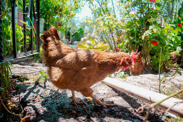 Gallus gallus o gallina domestica color café en un jardin o granja casero de dia con flores atrás formato horizontal