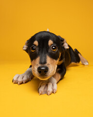 cachorro