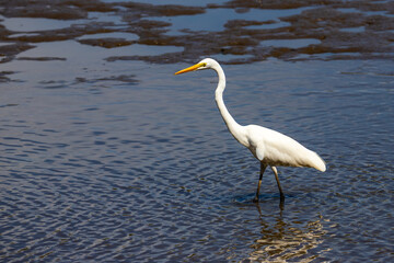 A beautiful great egret (Ardea alba) hunts for fish and crabs on the famous nudgee beach, brisbane, queensland, australia. Australia's wading birds