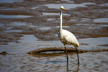 A beautiful great egret (Ardea alba) hunts for fish and crabs on the famous nudgee beach, brisbane,...
