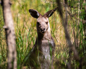 Portrait of beautiful eastern gray kangaroo hidden in high grass spotted in Tinchi Tamba Wetlands, Brisbane, Queensland, Australia