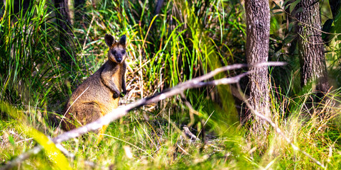 Beautiful cute Red-necked wallaby eats grass on field in Venman Bushland National Park near Brisbane, Queensland, Australia
