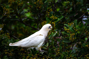 A beautiful, adorable little corella parrot (bare-eyed cockatoo) eats seeds on a bush up close spotted in Sunshine Coast, Queensland, Australia. Australian parrots. 