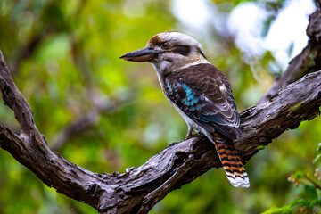 A cute laughing kookaburra sits on a branch up close with lush green scenery. The bird spotted in Noosa National Park, Queensland, Australia