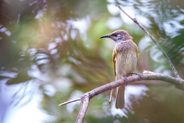 A beautiful little brown honeyeater (Lichmera indistincta) sits on a branch and sings. The bird spotted in Sunshine coast, queensland, australia