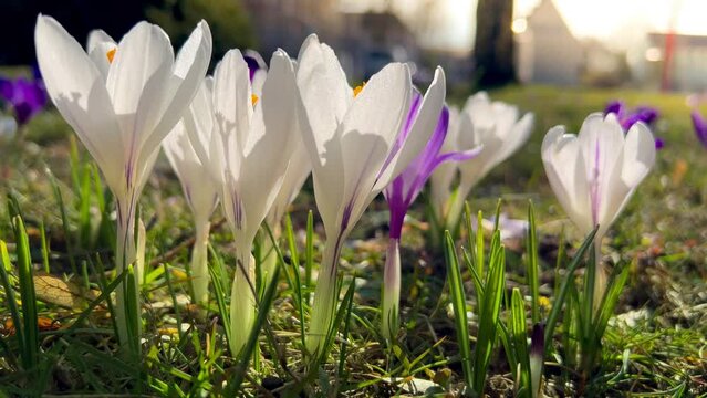 First spring flowers of white crocuses with bees growing in garden. High quality 4k footage