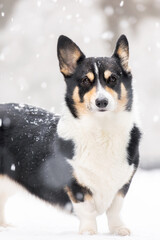 Tri-colored Pembroke Welsh Corgi standing alertly in a wintery park as snow falls. Toronto, Ontario