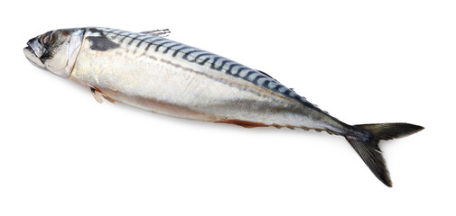One tasty raw mackerel isolated on white