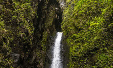 Obraz premium Waterfall stream in hawaii. Green jungle forest. 