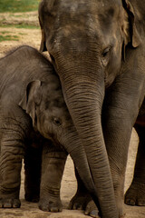 Fototapeta premium elephant in the zoo