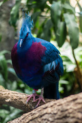 blue and yellow macaw