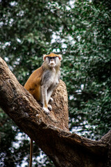 lemur on tree