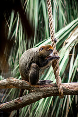 spider monkey zoo