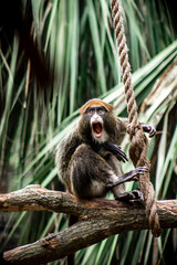 spider monkey zoo