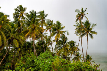 Fototapeta na wymiar image of tropical summer palm tree. tropical summer palm tree. tropical summer palm plant.