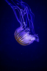 jellyfish in water