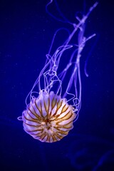 jellyfish in aquarium