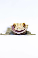 crested gecko closeup portrait