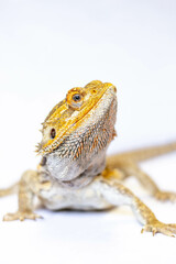bearded dragon lizard