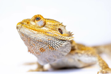 bearded dragon lizard
