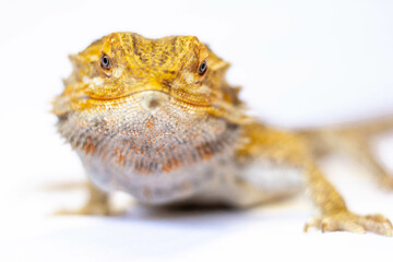 bearded dragon lizard