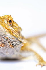 bearded dragon closeup